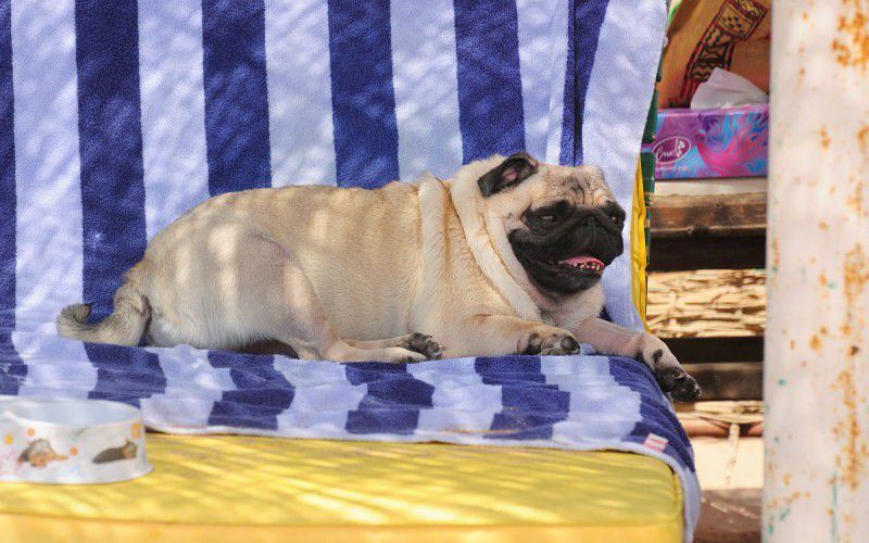 #школа виндсерфинга Ветратория #виндсерфинг в Египте #виндсерфинг в дахабе #отдых в египте #Ветратория #обучение виндсерфингу в Египте #обучение виндсерфингу в Дахабе #курорты Дахаба #курорты Египта #прокат виндсерфинга #уроки виндсерфинга #виндсерфинг фото #виндсерфинг на море #виндсерфинг места #виндсерфинг магазин #доска для виндсерфинга #парус для виндсерфинга #RRD