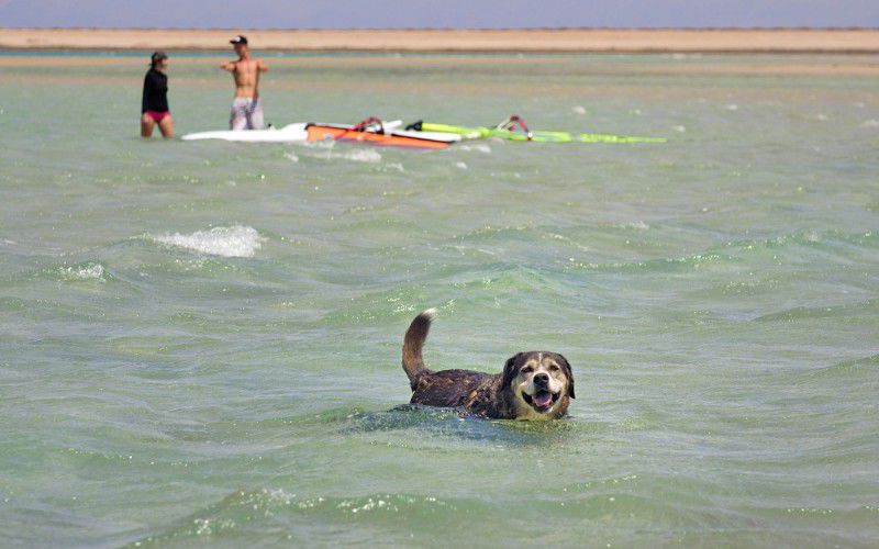#школа виндсерфинга Ветратория #виндсерфинг в Египте #виндсерфинг в дахабе #отдых в египте #Ветратория #обучение виндсерфингу в Египте #обучение виндсерфингу в Дахабе #курорты Дахаба #курорты Египта #прокат виндсерфинга #уроки виндсерфинга #виндсерфинг фото #виндсерфинг на море #виндсерфинг места #виндсерфинг магазин #доска для виндсерфинга #парус для виндсерфинга #RRD