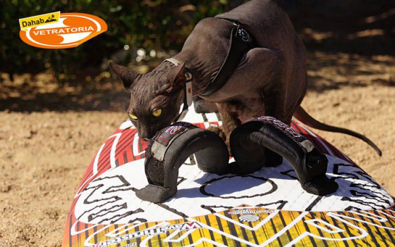 Виндсерфинг в Дахабе. Ветратория