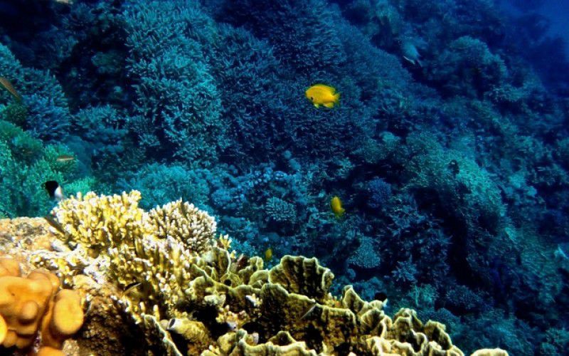 Виндсерфинг в Дахабе. Ветратория