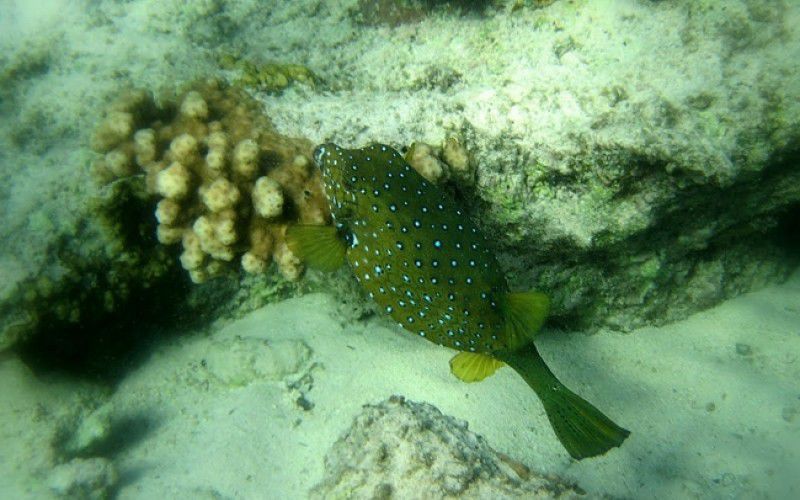 Виндсерфинг в Дахабе. Ветратория