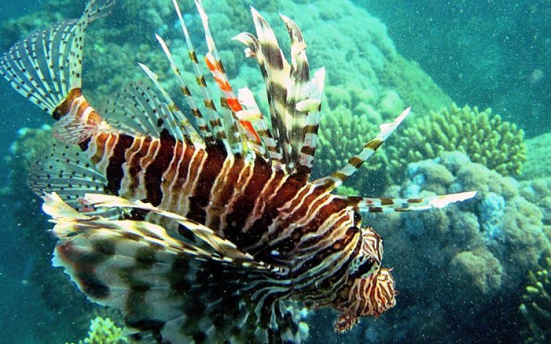 Виндсерфинг в Дахабе. Ветратория