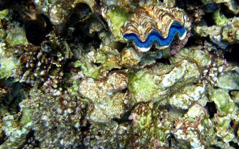 Виндсерфинг в Дахабе. Ветратория