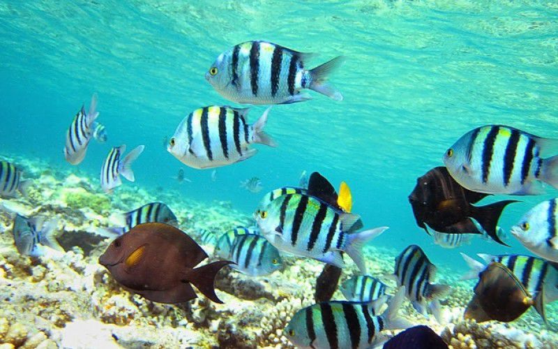 Виндсерфинг в Дахабе. Ветратория