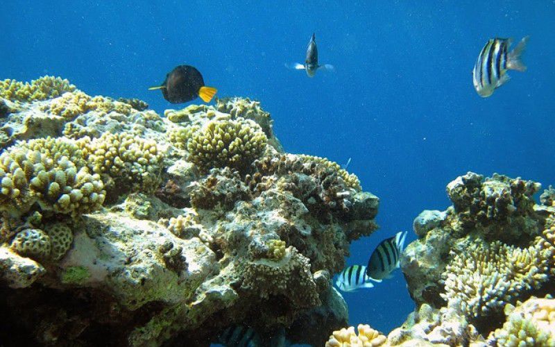 Виндсерфинг в Дахабе. Ветратория