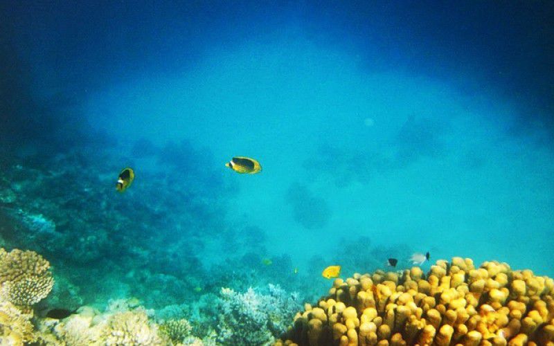 Виндсерфинг в Дахабе. Ветратория